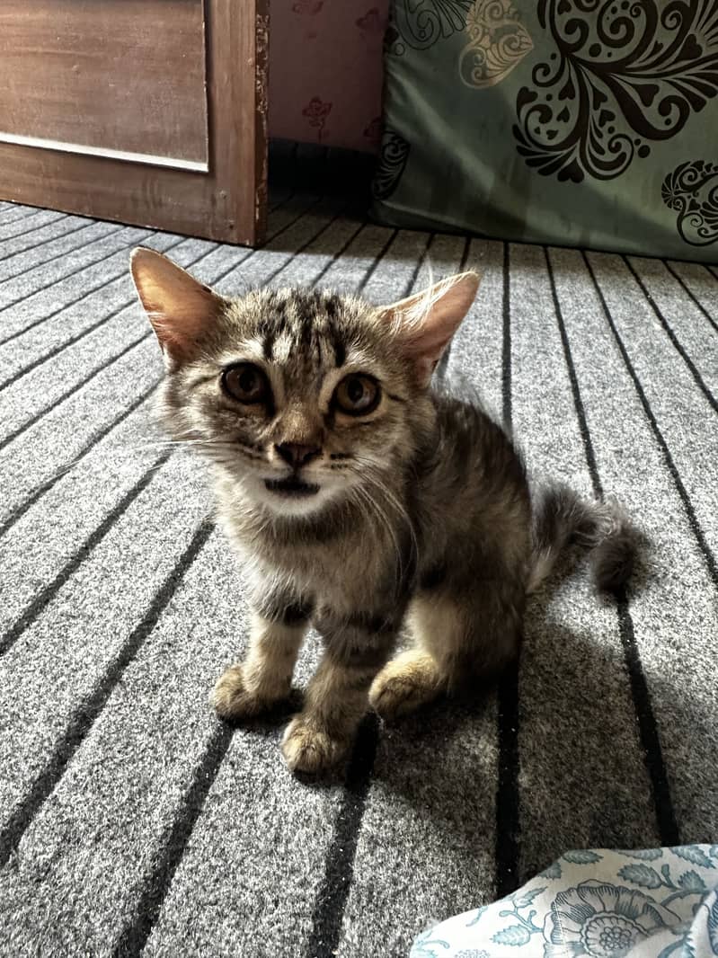 Kitten alert! 4
