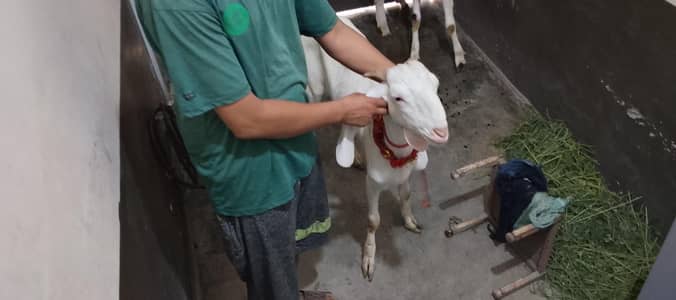 Bakra