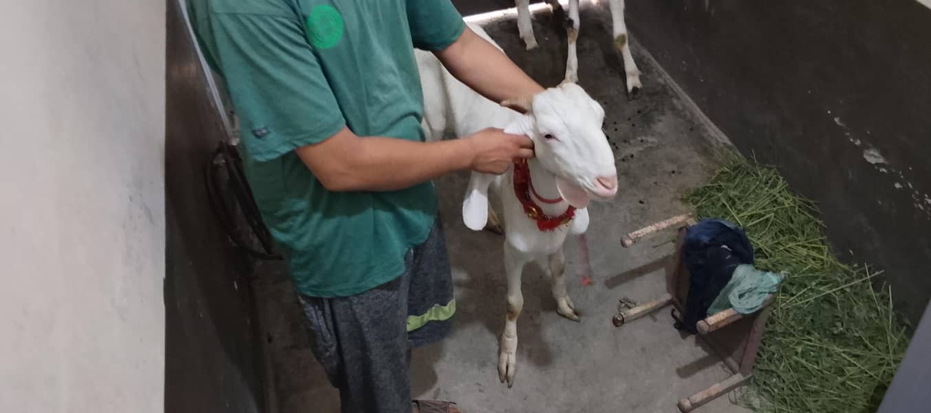Bakra 0