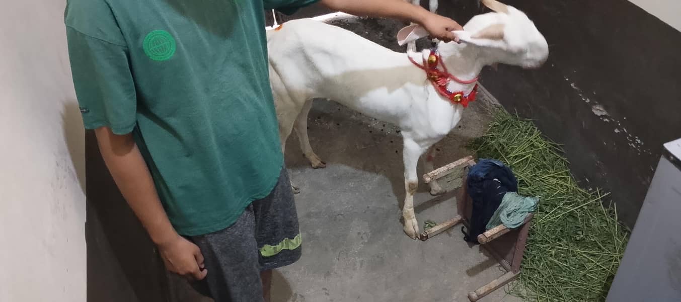 Bakra 1