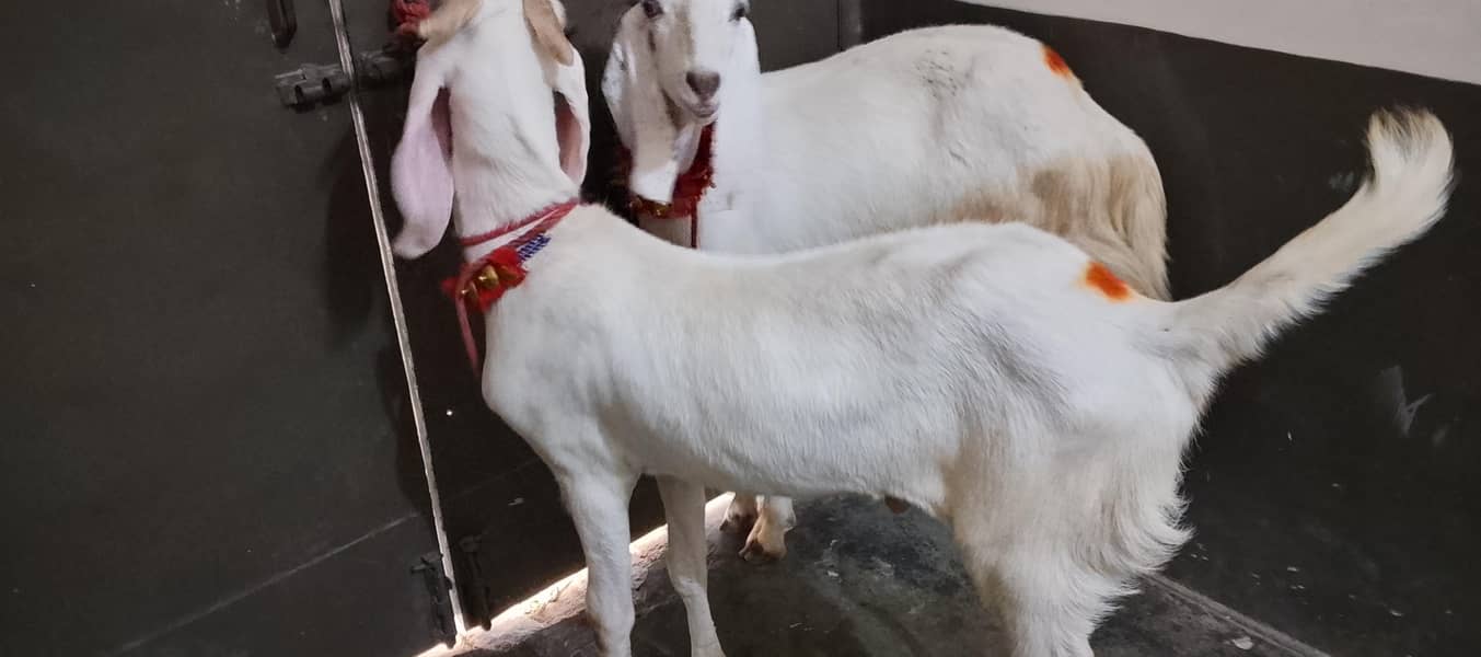 Bakra 2