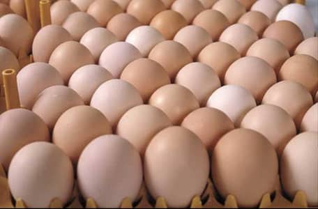 Fertile Eggs Golden Misri