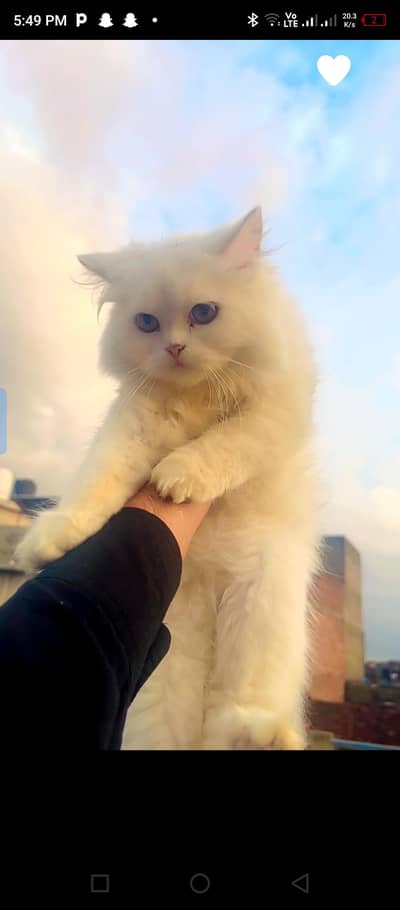 Persian cat