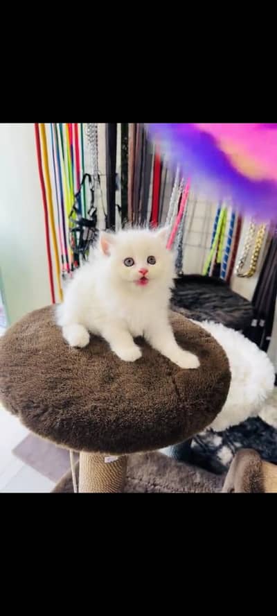 persian cat for sale MywatsapppNumber0348-55-58-176
