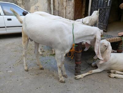 3 donde bakre khassi rajanpuri