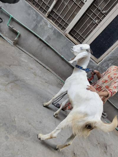 donda Bakra sale