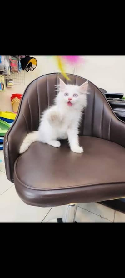 persian cat for sale MywatsapppNumber0348-55-58-176
