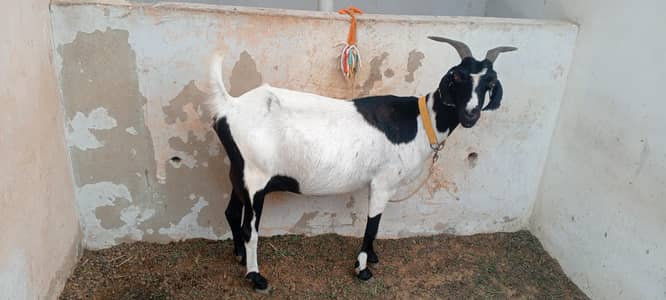 tapri bakri Khali hai full active