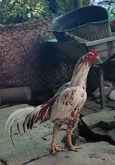 Mianwali Aseel
