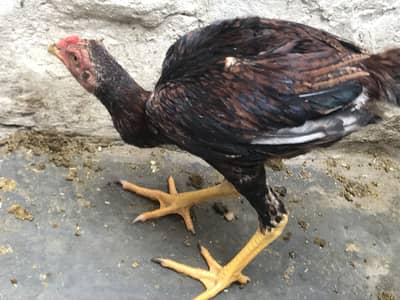 Aseel Dragen Pakoya 1 M