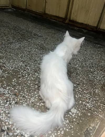 persian Cat