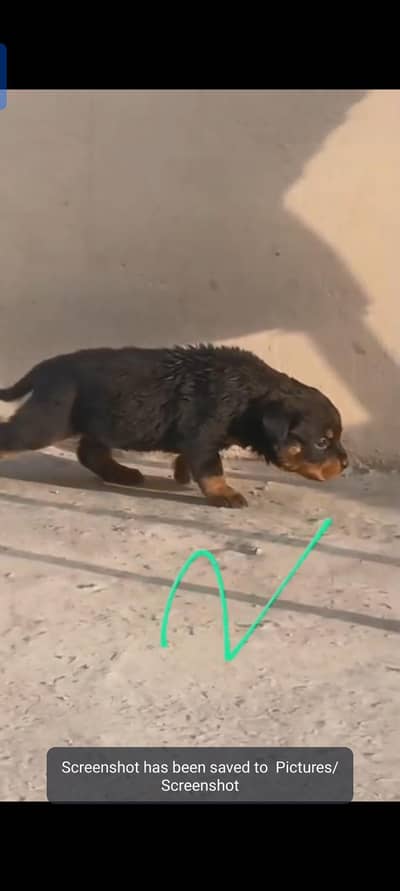 Rottweiler puppies