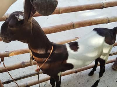 1 year female pateri goat gaban not confirmed 3 month dumba