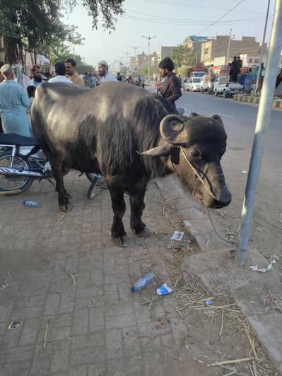Eid special Bell