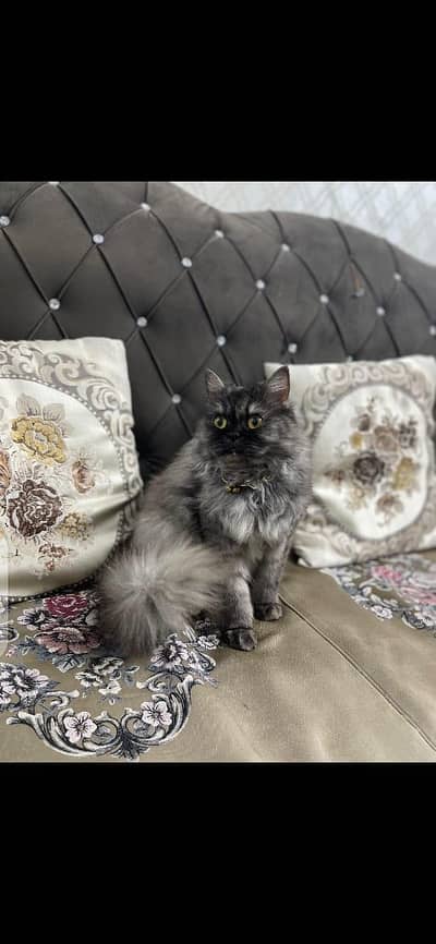 Persian cat for sale
