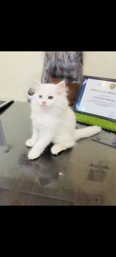 persian cat for sale MywatsapppNumber0348-55-58-176