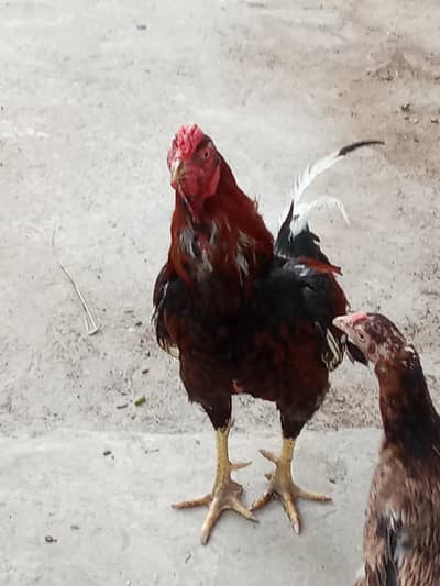aseel mianwali
