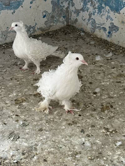 White Frillback