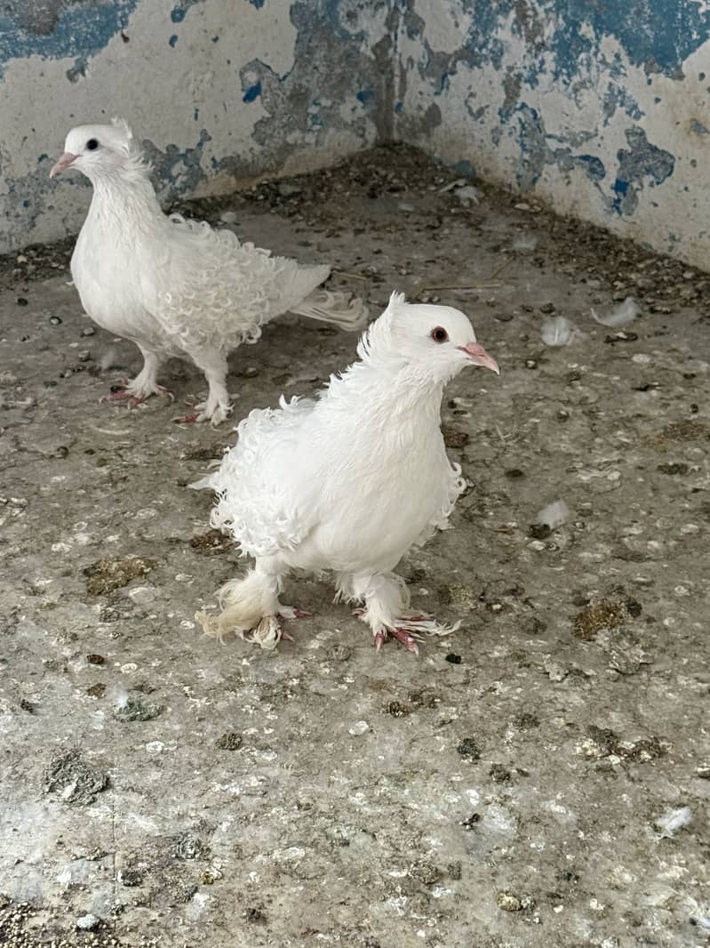 White Frillback 0