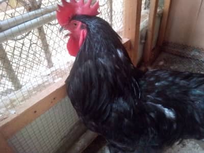 Heavy Black n Golden Buff Pair