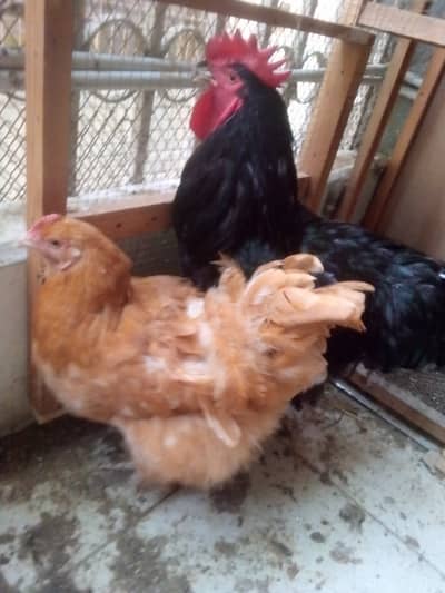 Heavy Black n Golden Buff Pair