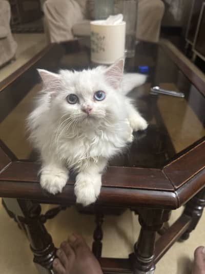 Persian cat