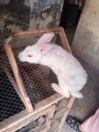 3 rabbit hen urgent sale 10000 penjre sameth
