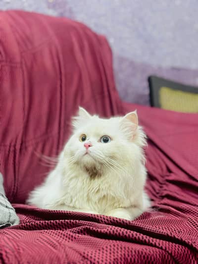 persian cat for sale MywatsapppNumber0348-55-58-176