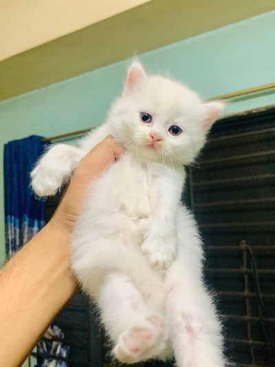persian cat for sale Sana WatsapppNumber0318-8125-506