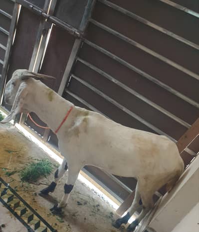 Bakra 2 dant