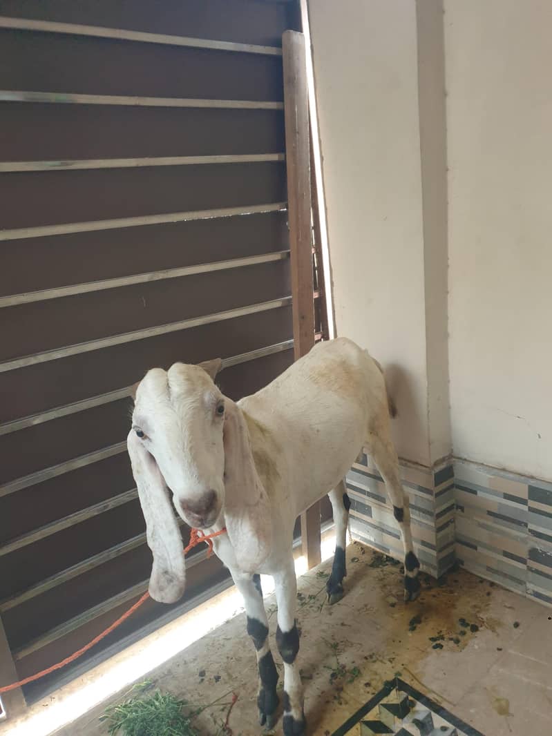 Bakra 2 dant 1