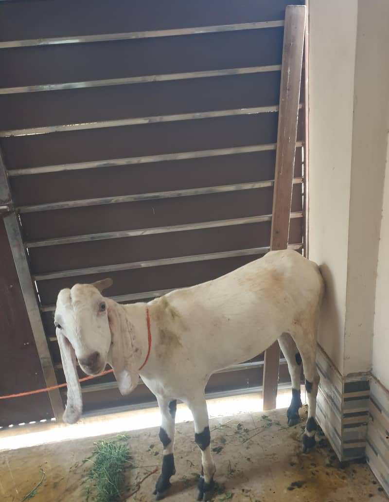 Bakra 2 dant 2