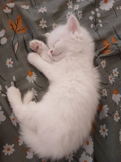 Persian Cat for sale (1.5  Month Old)