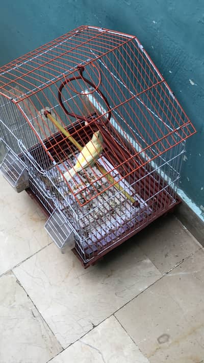 Canary bird for sell