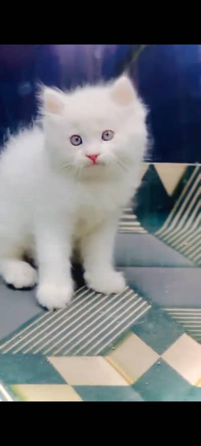 persian cat for sale MywatsapppNumber0348-55-58-176