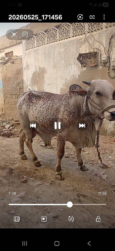 cow hissa