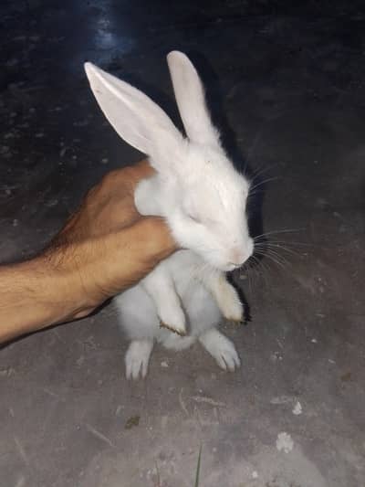 2 rabbit  male female red eye full white and 1 duck be lack brown
