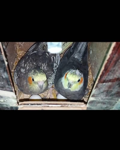 budgie love bird cockatiel breeder pair chicks