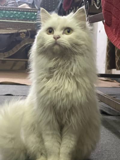 Persian cat