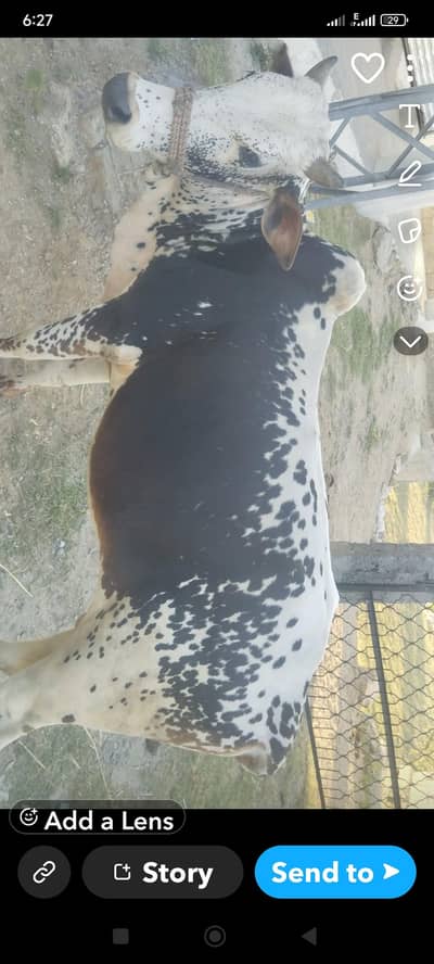 Mashallah bahut hi Khubsurat  janwar Qurbani ke liye
