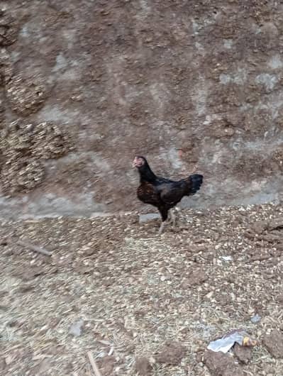 aseel hen for sale
