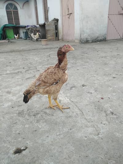 Aseel birds