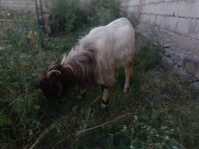 QURBANI BAKRA. .