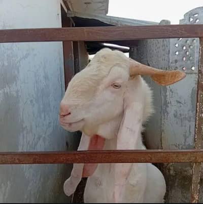 qasai available only bakray 1 se 3 days tak only karachi areas