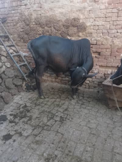 Qurbani ka janwer