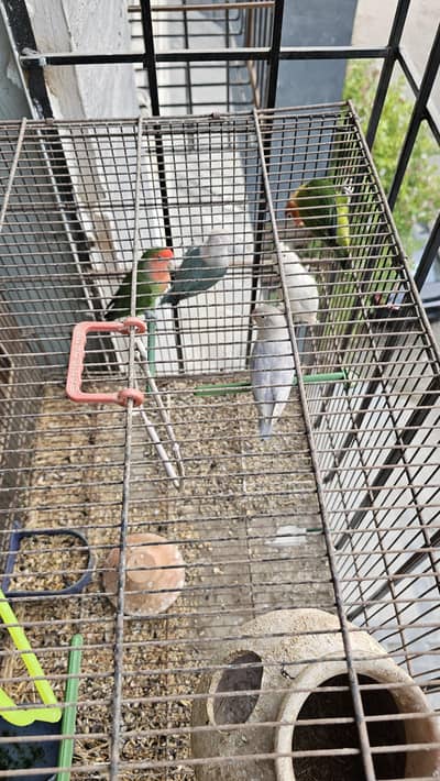 Beautiful Fisher Pairs For Sale