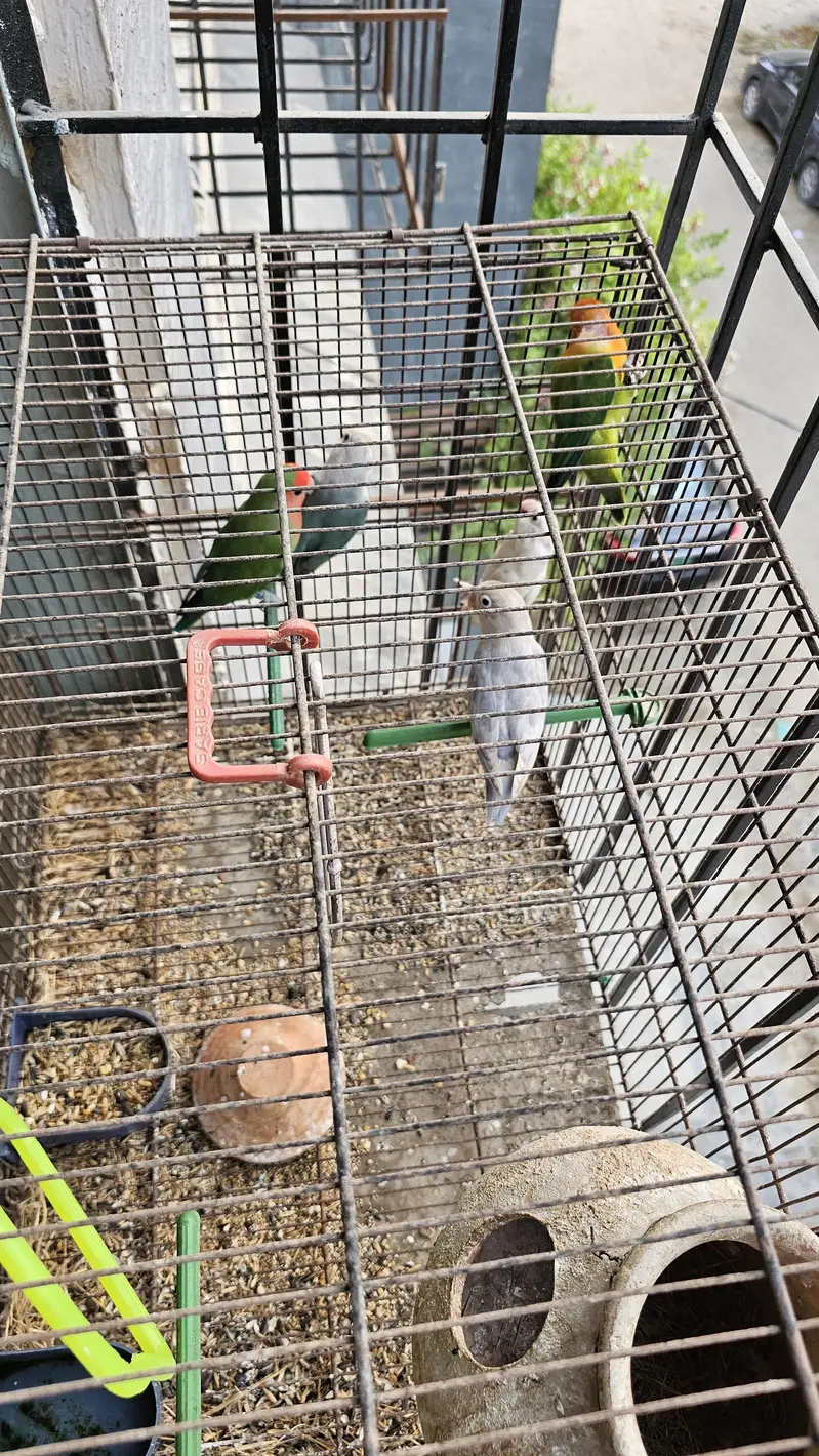 Beautiful Fisher Pairs For Sale — photo 2