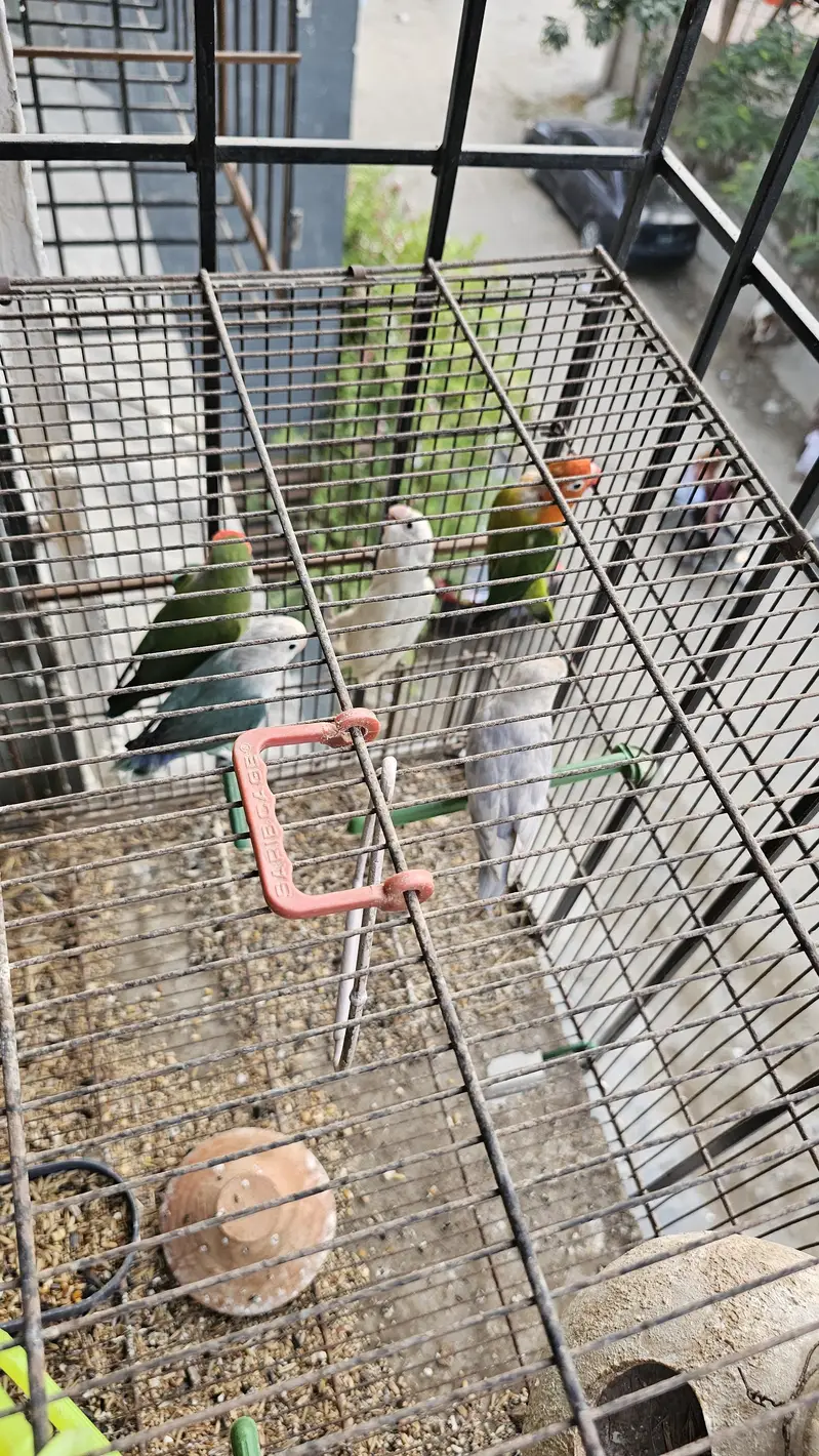 Beautiful Fisher Pairs For Sale — photo 3