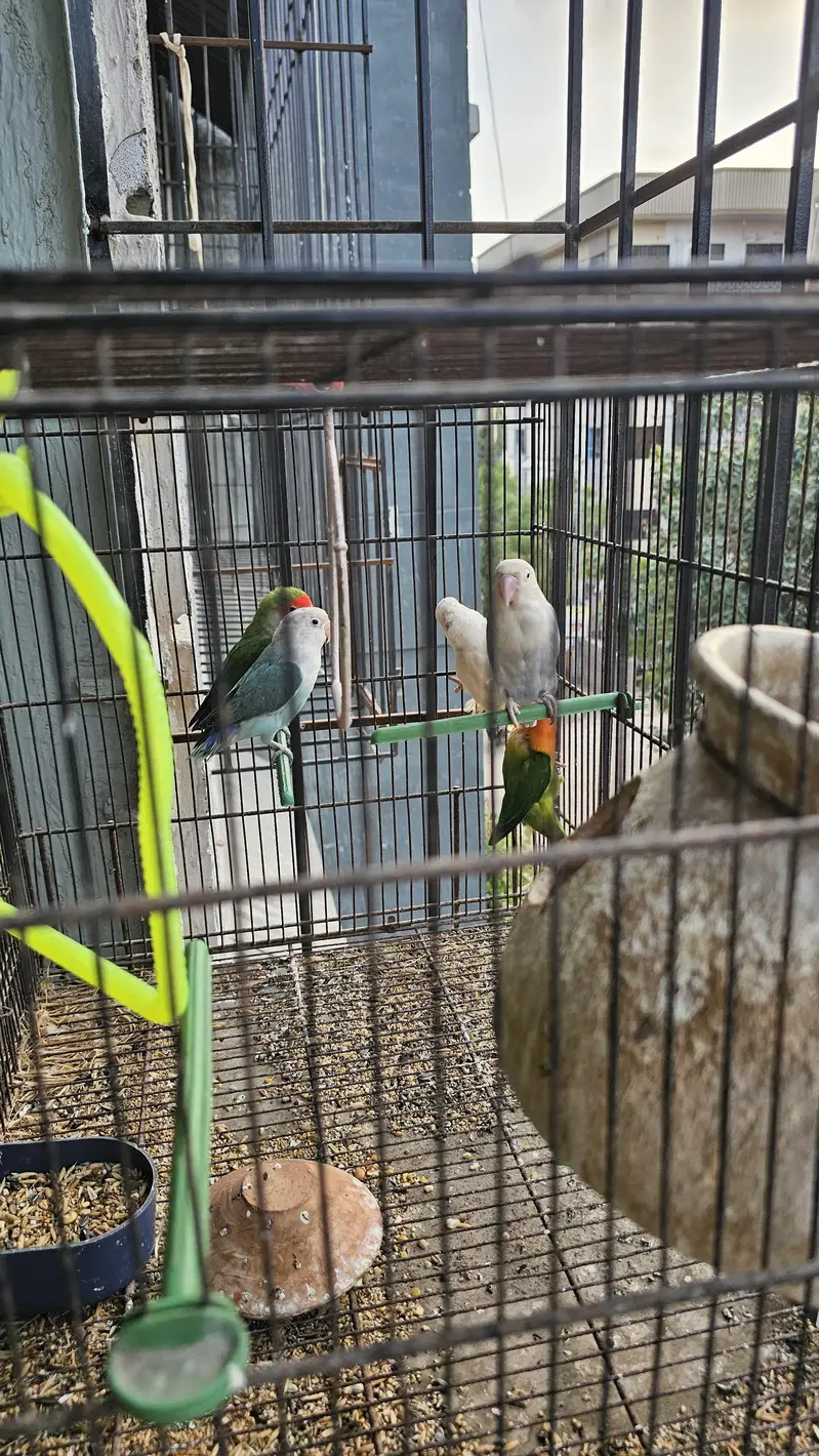 Beautiful Fisher Pairs For Sale — photo 4