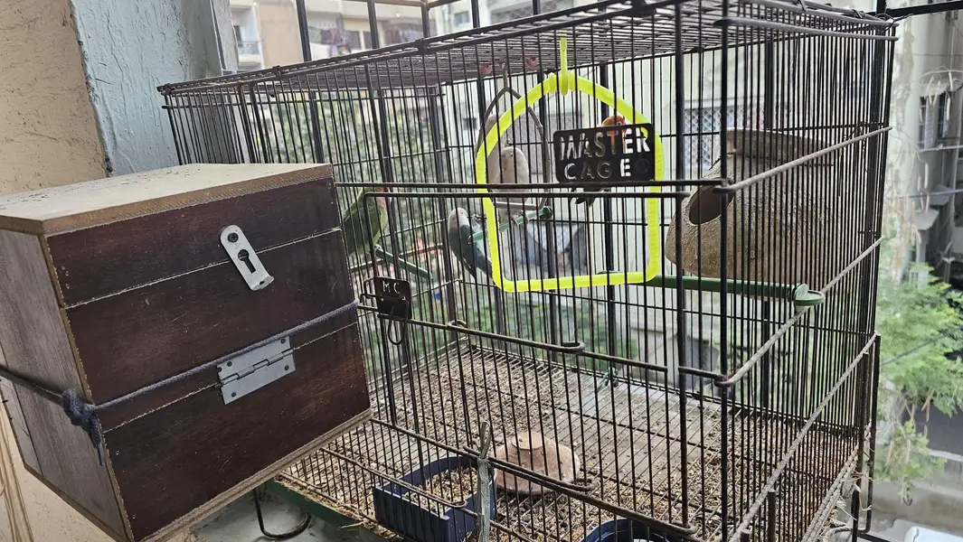 Beautiful Fisher Pairs For Sale — photo 7